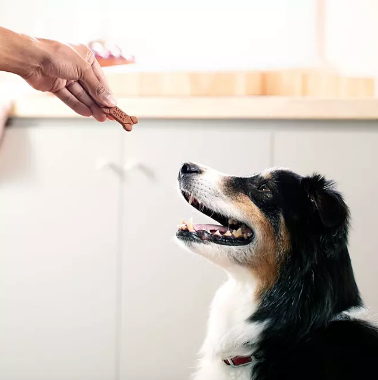 Milk-Bone Soft & Chewy Dog Snacks, Chicken Recipe (37 oz.)