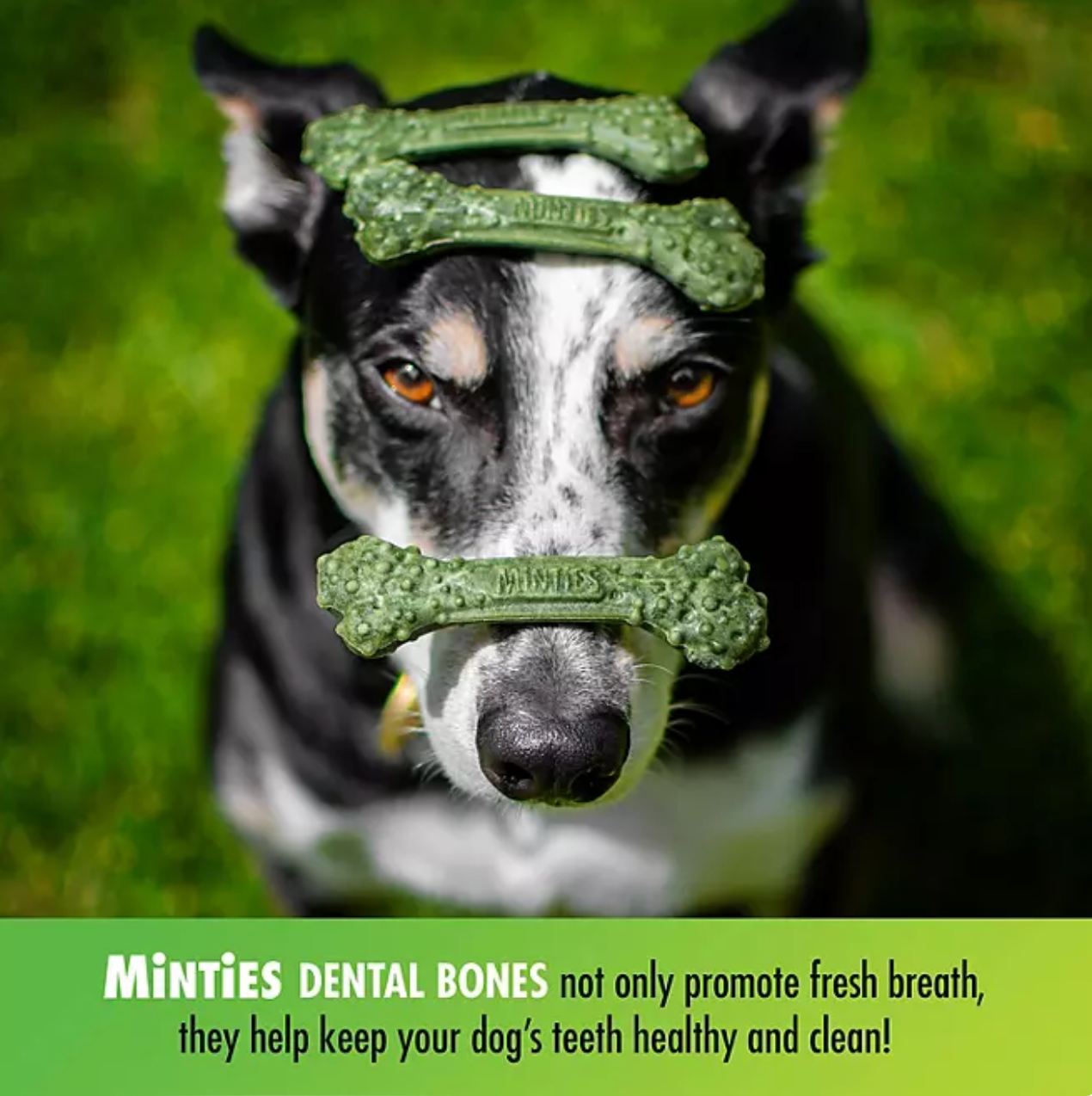 Minties Dental Dog Bone Treats, Maximum Mint (32 oz.)